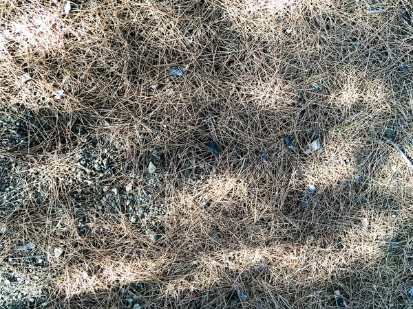 Earth Strewn Pine Needles — Stock Photo, Image