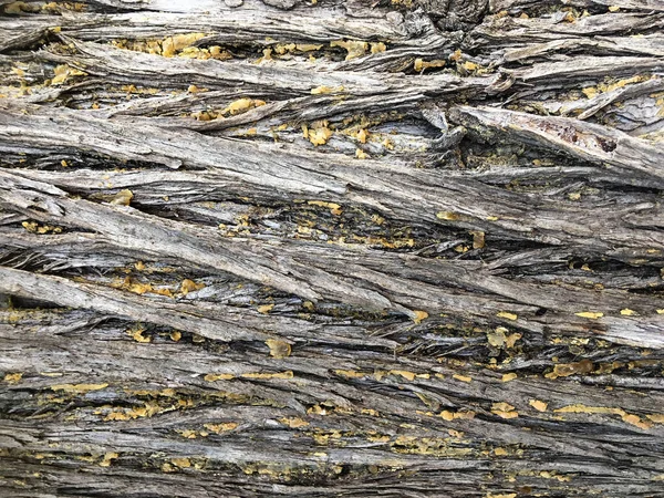 Ağaç Kabuğu Çatlak — Stok fotoğraf