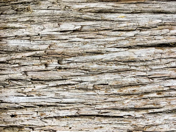 Risse Der Baumrinde Stockfoto