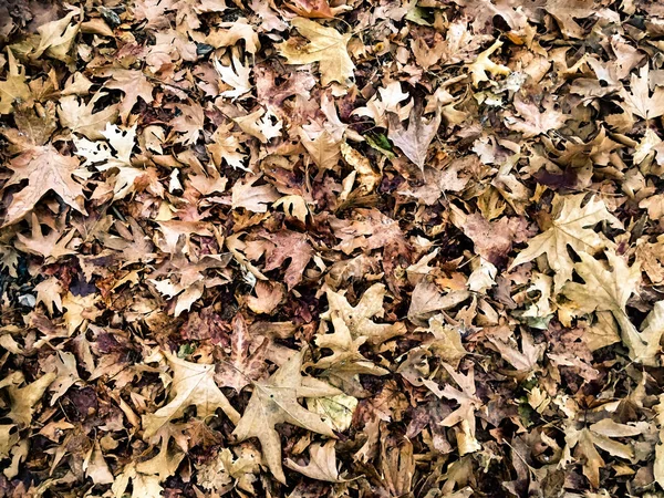 Herbstlaub Auf Dem Boden Stockbild