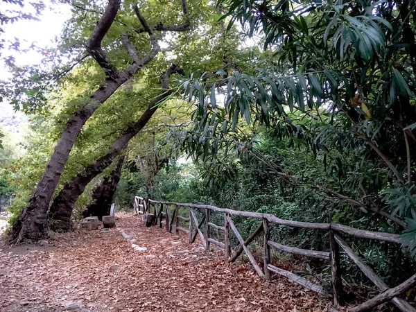 Sonbahar izi — Stok fotoğraf