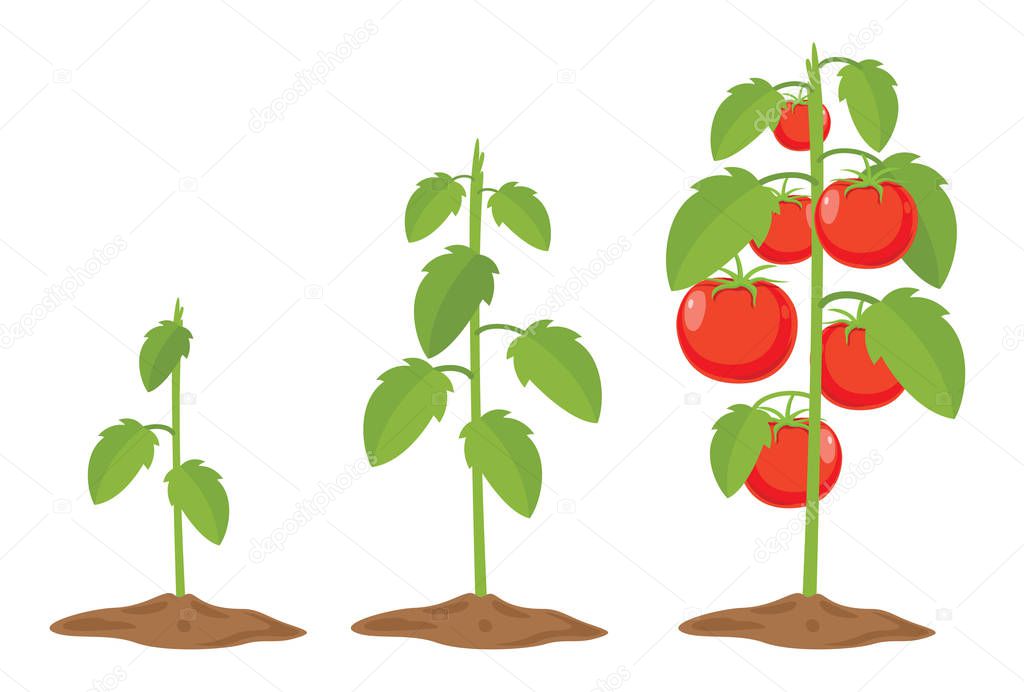 Vector Illustration Of Tomatoes
