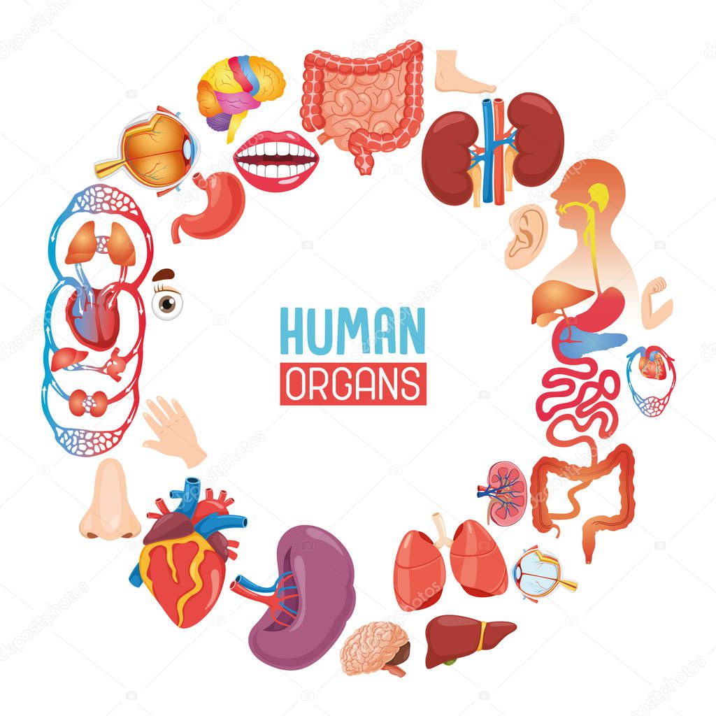 Vector Illustration Of Human Organs