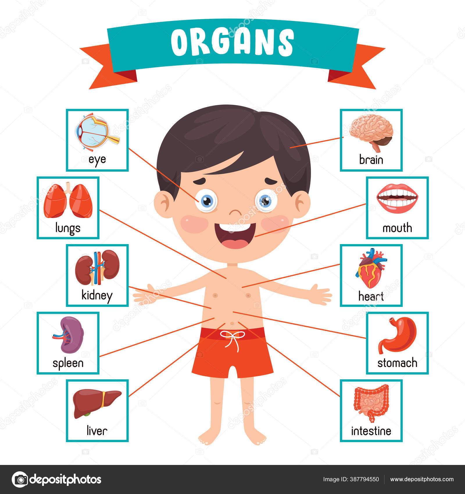 Funny Child Showing Human Body Parts Stock Vector Image by