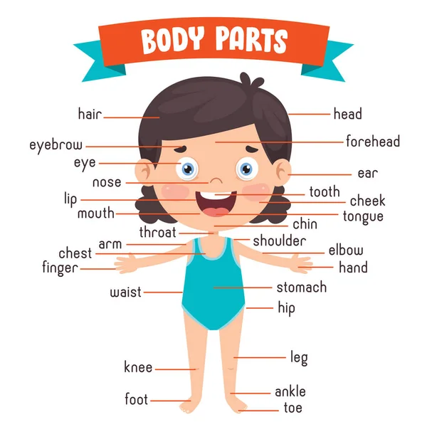 Divertido Niño Mostrando Partes Del Cuerpo Humano — Vector de stock