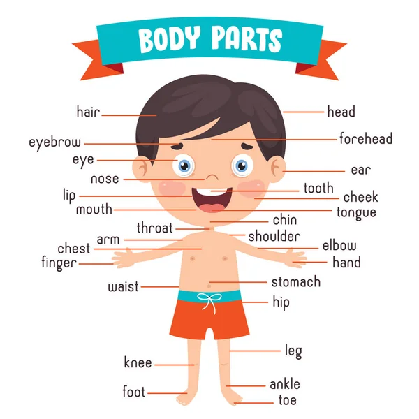Funny Child Showing Human Body Parts — Stock Vector