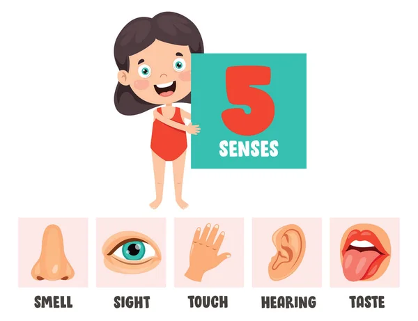Five Senses Concept Human Organs — Stock Vector