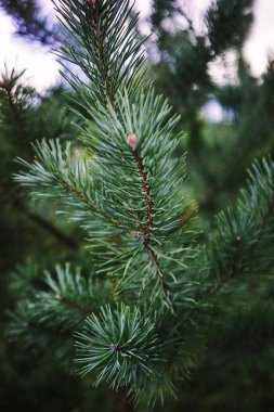 Ağaç doku. Noel ağacı.