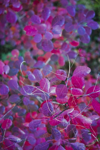 Folhas de outono rosa — Fotografia de Stock