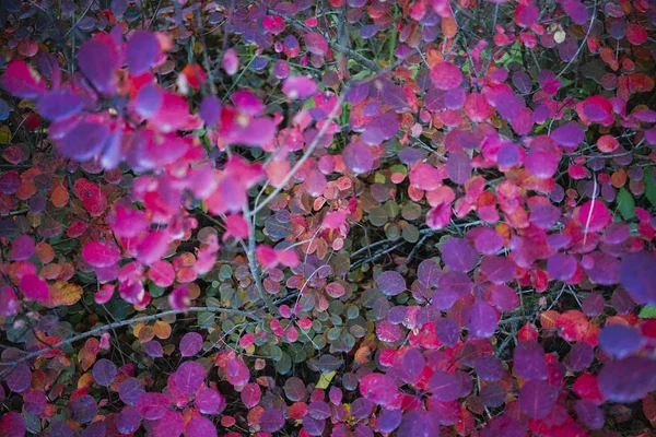 Folhas de outono rosa — Fotografia de Stock