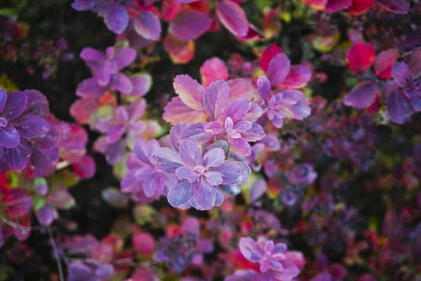 Feuilles d'automne roses — Photo