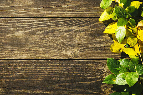 Green Leaves over Wood background