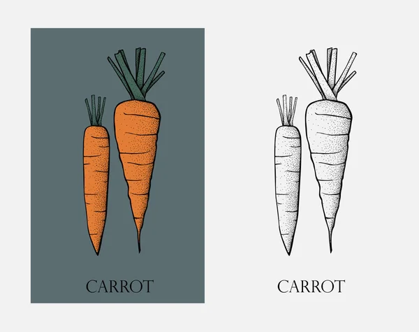 Zanahoria. Zanahoria alimentos orgánicos foto-realista vector ilustración de verduras saludables — Archivo Imágenes Vectoriales