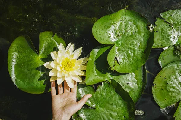 Lotus top view. plants and flowers.