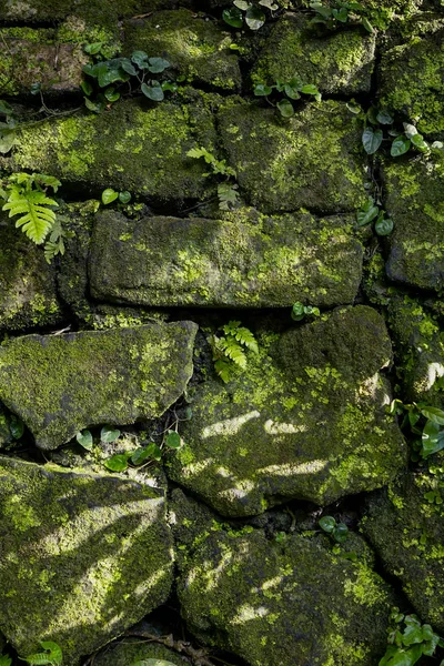 Stone wall with green moss background — Stock Photo, Image