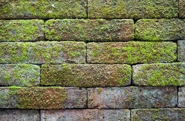 Green brick texture. brick with grass. background — Stock Photo, Image