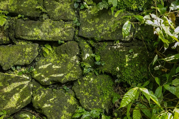 Stone wall with green moss background — Stock Photo, Image