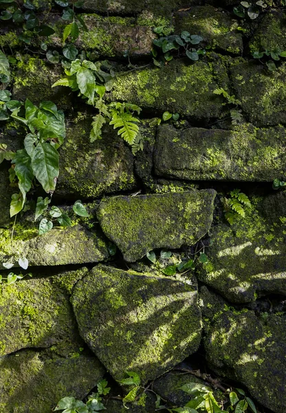Stone wall with green moss background — Stock Photo, Image