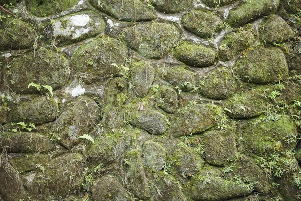 Kő fal zöld moha háttér — Stock Fotó