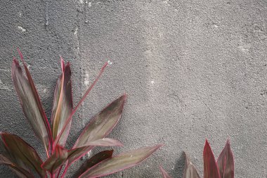 yaprakları ile kirli beton doku. Metin için boş alan