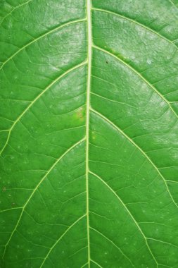 Arkasında ışık olan yeşil Yaprak dokusu