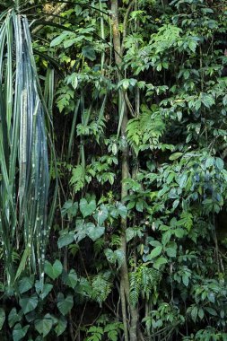 Tropik palmiye yaprakları, çiçek desenli arka plan