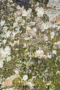 Üzerinde yeşil yosun ve liken olan bir ağacın kahverengi kabuğunun kabartmalı dokusu.