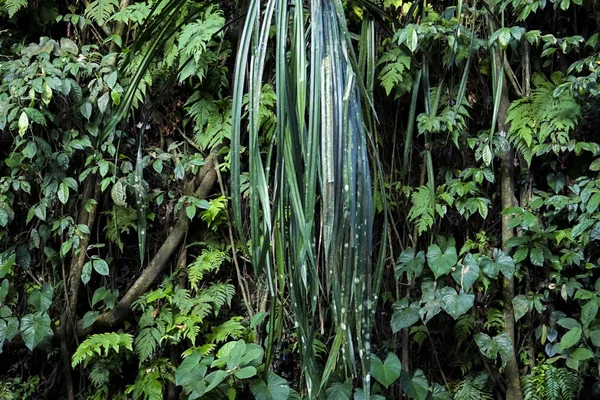 Tropische Palmblätter, floraler Hintergrund — Stockfoto