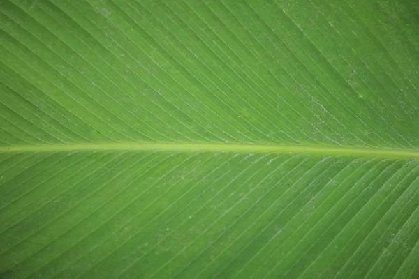Green Leaf Texture Hintergrund mit Licht hinter — Stockfoto