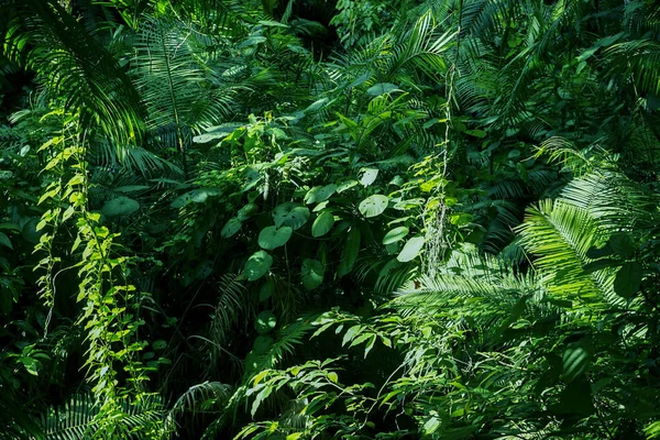 Tropische Palmblätter, floraler Hintergrund — Stockfoto