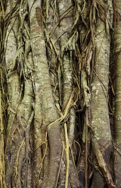 Geprägte Textur der braunen Rinde eines Baumes mit grünem Moos und Flechten darauf — Stockfoto
