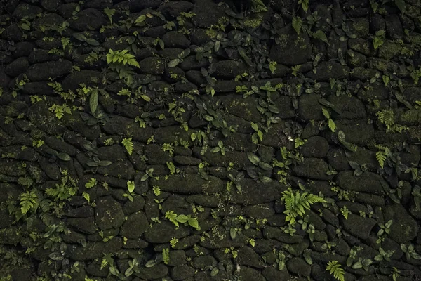 Ancient wall made of natural rocks with plants between blocks — Stock Photo, Image