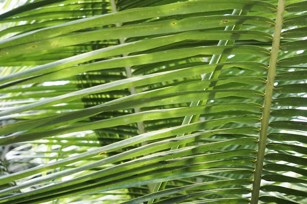 Tropische Palmblätter, floraler Hintergrund — Stockfoto