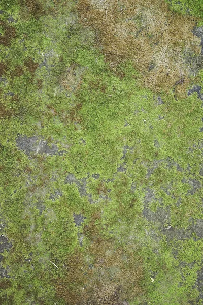 Green grass wall background. Wall texture — Stock Photo, Image