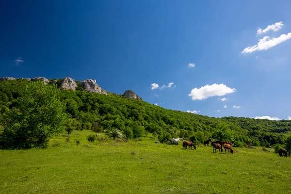 Живописный Скалистый Горный Пейзаж Дикими Лошадьми Зеленом Лугу Ясным Голубым — стоковое фото