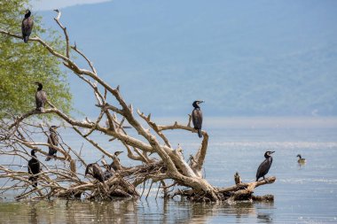 Üzerinde ölü ağaç dalları, Kerkini ayakta karabatak
