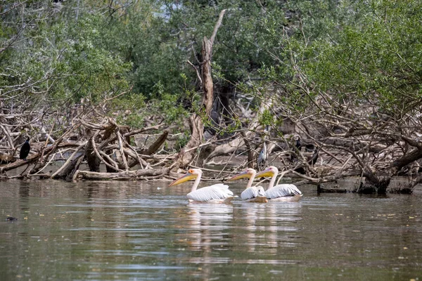 Drei Pelikane schwimmen neben toten Bäumen, Kerkini — Stockfoto