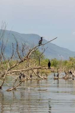 Üzerinde ölü ağaç dalı, Kerkini ayakta karabatak