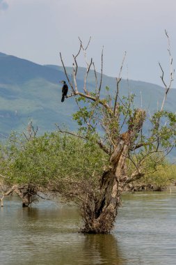 Karabatak duran ölü ağaç dalı, Kerkini