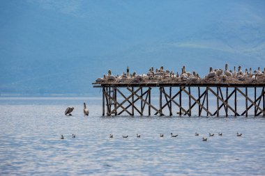 Birkaç Dalmaçyalı pelikanlar ahşap platform üzerinde