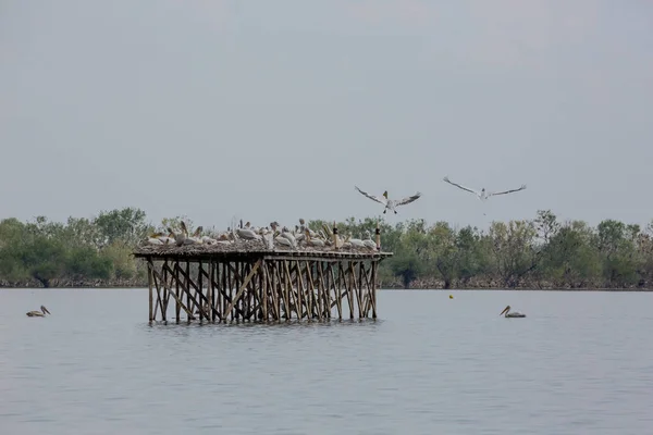 Several dalmatian pelicans on wooden platform