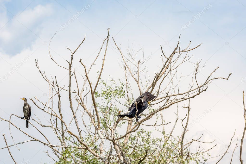 Cormorant standing with wings spread on dead tree branch in the spring waters of lake Kerkini, Northern Greece.