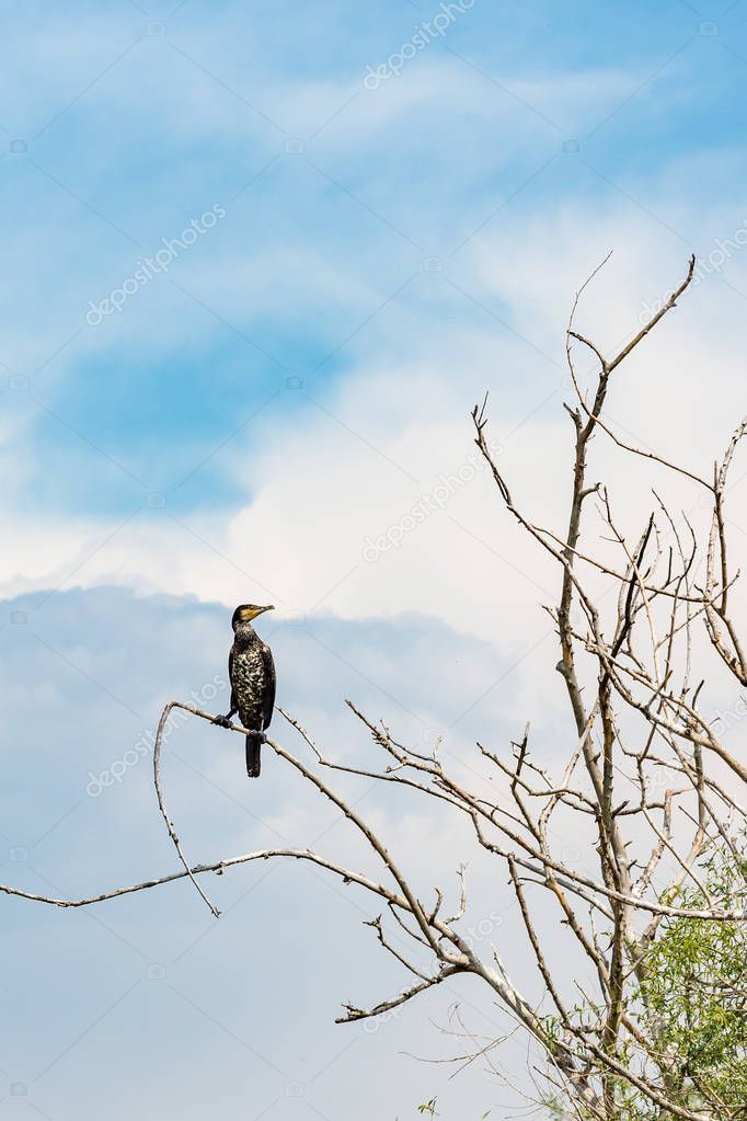Cormorant standing on dead tree branch, Kerkini