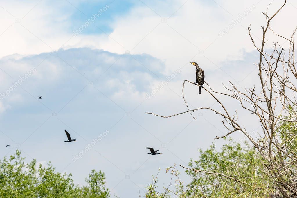 Cormorant standing on dead tree branch, Kerkini
