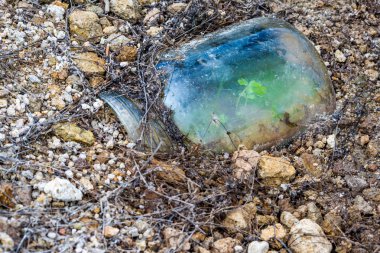 Küçük yeşil bitki cam çöpe atılan Gölü Dospat, Rodop dağ, Bulgaristan çakıl kıyısında büyüyen bulundu