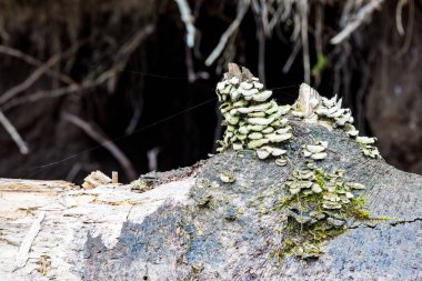 Raf mantar düşmüş bir ölü ağaç çürüyen ahşap üzerine büyüyen çıplak orman Ağaç kökleri yakın: