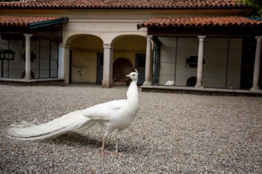 Arka plan bulanık eski binalar ile etrafa muhteşem beyaz tavus kuşu, yakın çekim