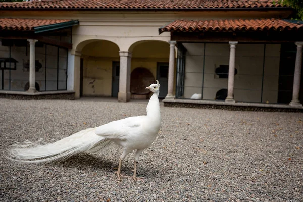 Arka plan bulanık eski binalar ile etrafa muhteşem beyaz tavus kuşu, yakın çekim