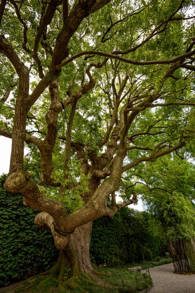 Güzel çok eski yeşil ağaç bahar sırasında İtalya bir parkta