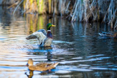 Drake ördek kanatlarını yayılıyor sonra kapanır ve kadın yeşilbaş ördek, bulanık, önünde Sofya, Bulgaristan Altın saate South Park'da bir gölde yüzüyor